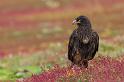 024 Falklandeilanden, Steeple Jason, falklandcaracara